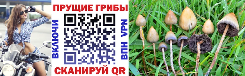 Купить закладки  Бабаево  Галлюциногенные грибы мицелий 